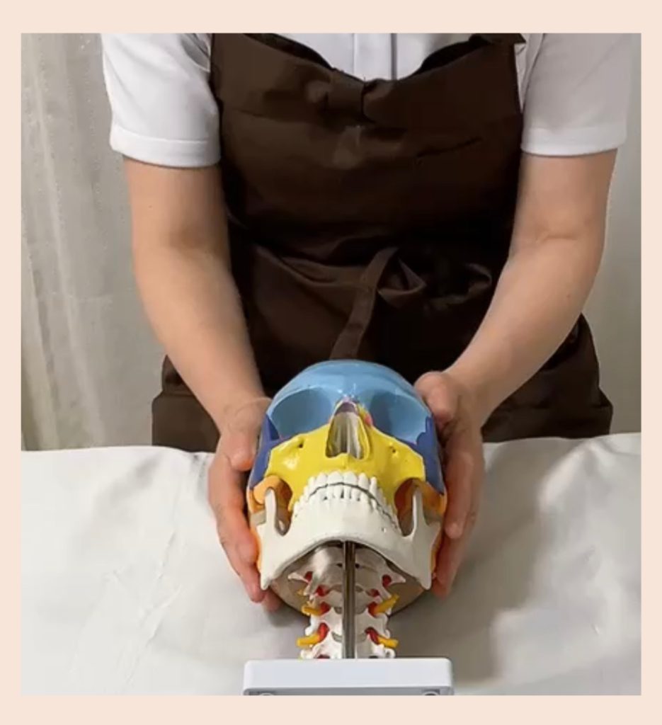 頭蓋骨の模型を使って骨の位置を説明するセラピスト